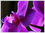orchidee_geres_2013_02.JPG